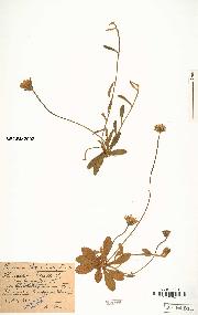 spécimen de Hieracium pilosella